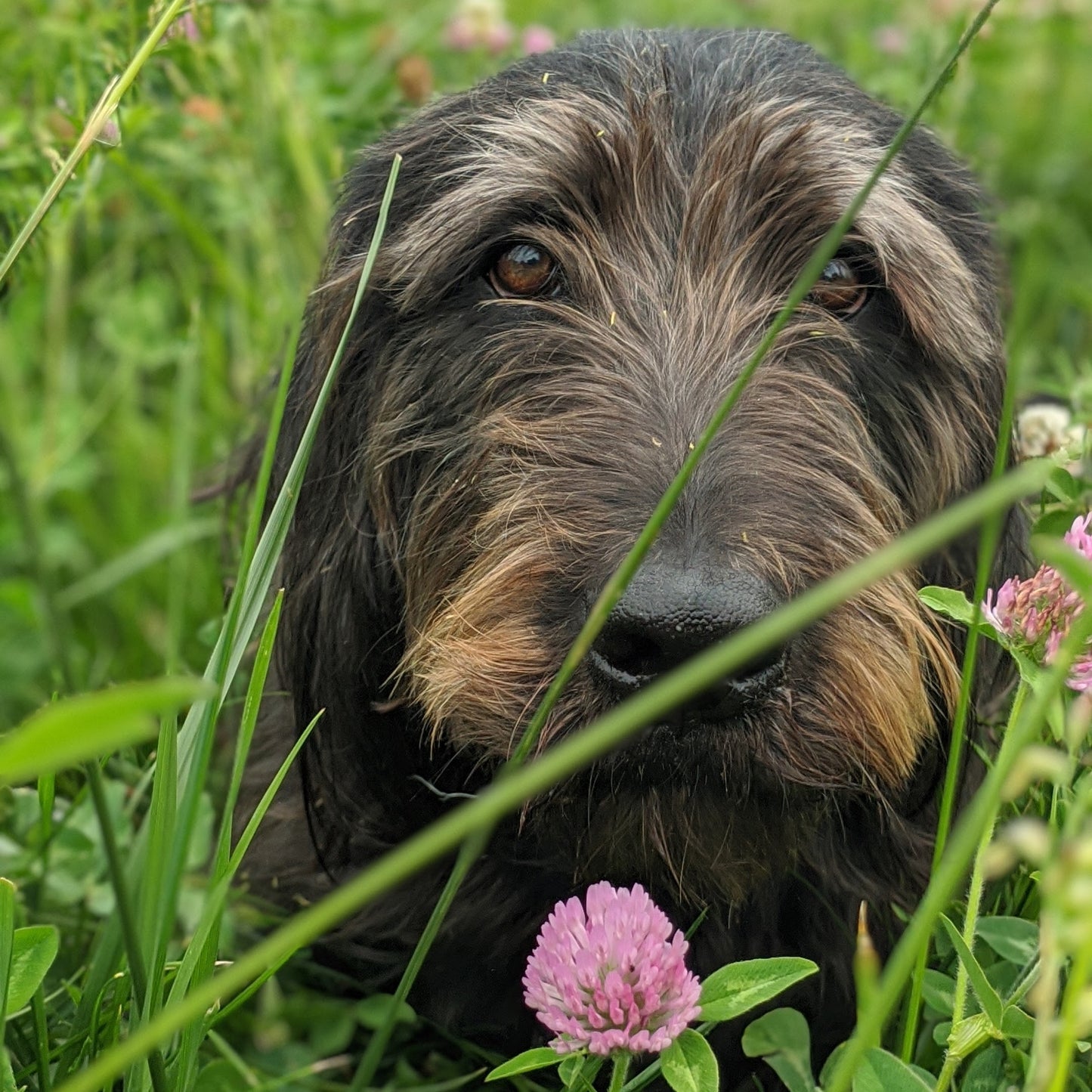 Padfoot's Pier Sticker