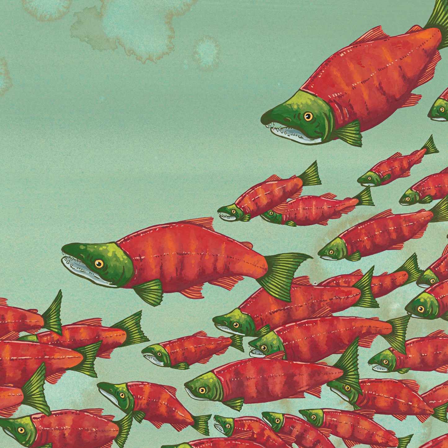 Sockeye Salmon Giclée Print